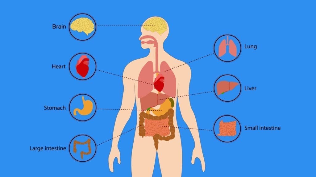 The Wild Promise of Virtual Digestion